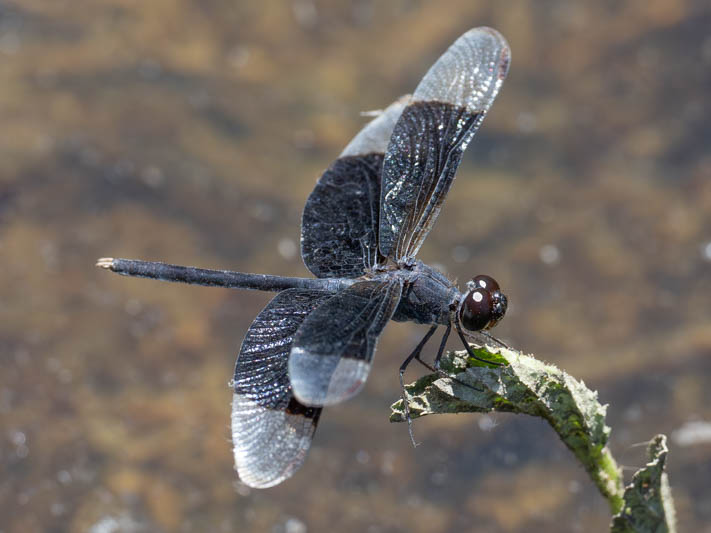 Erythrodiplax funerea (Black-winged Dragonlet) male-3.jpg